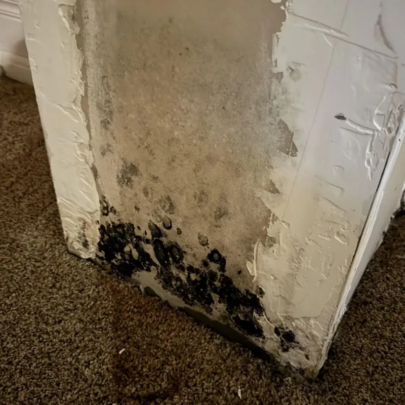 Professional Mold Removal in South Rosemary, NC